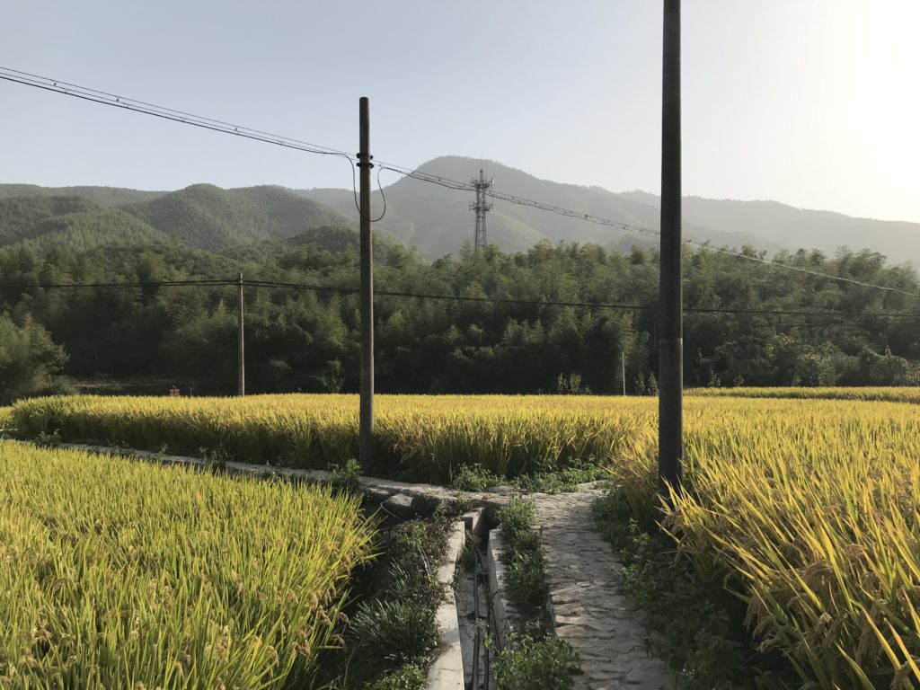 golden yellow rice in front of Moganshan mountain, Zhejiang, China