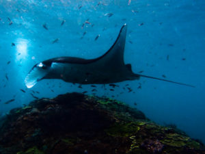 stock footage of a mantaray