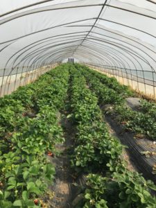 Strawberry fields forever, Chang Xing Island