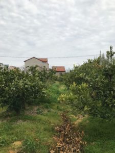rural houses and orange trees on Chang Xing Island