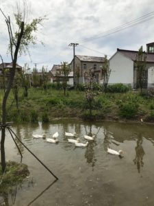 ducks on Chang Xing island