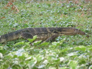 monitor lizard in Lumphini Park, Bangkok