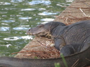 monitor lizard in Lumphini Park Bangkok