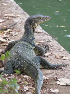 monitor lizard in Lumphini Park Bangkok