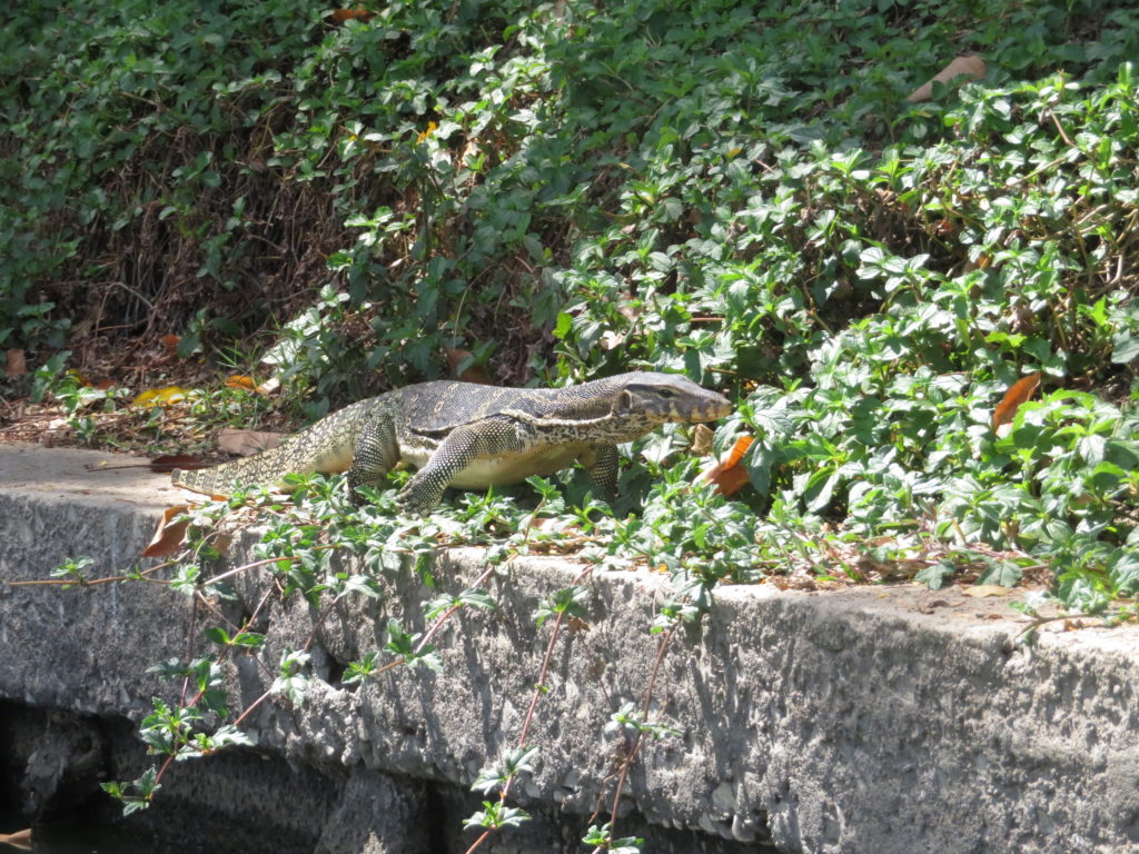 Monitor lizard in Bangkok Lumphini Park