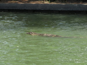 monitor lizard swimming in Lumphini Park, Bangkok