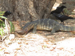 monitor lizard eating a fish, crows try to get it, Lumphini Park Thailand
