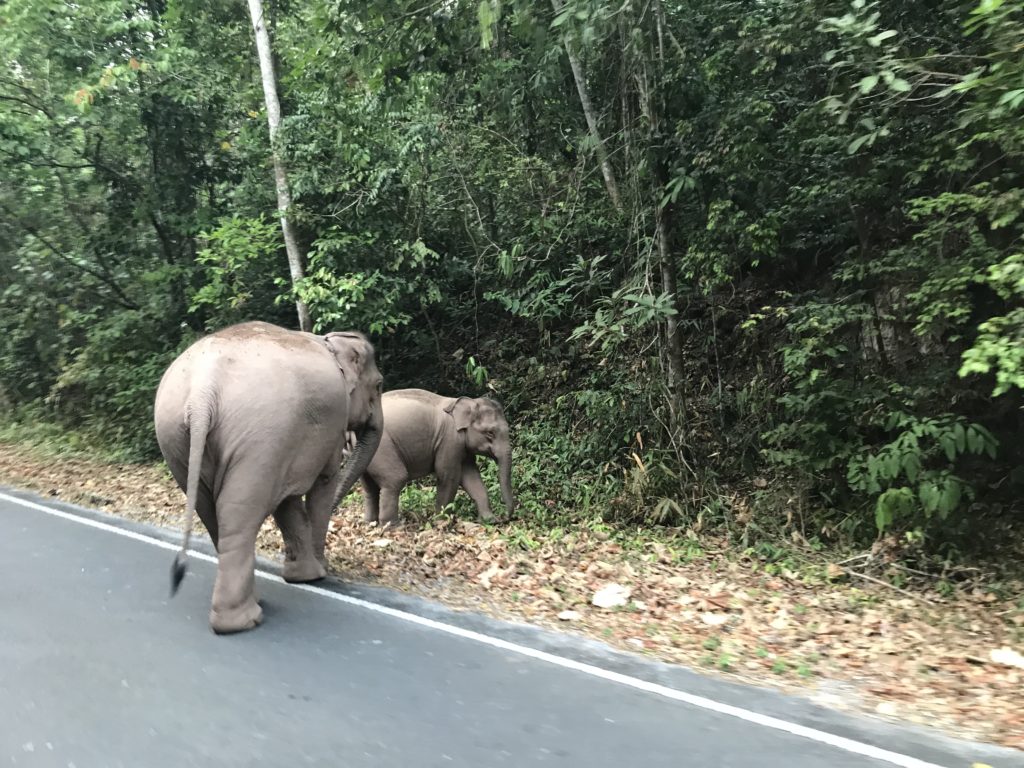 elephants in Khao Yai National Park, Thailand
