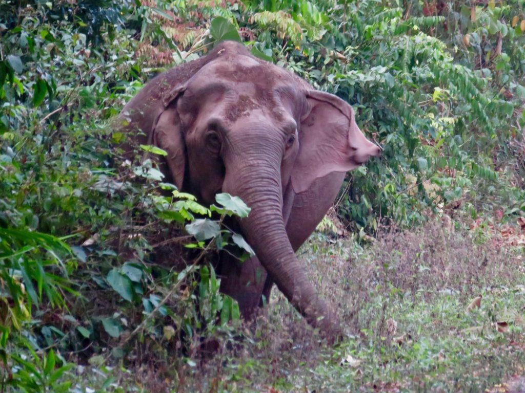 elephant in Khao Yai National Park, Thailand