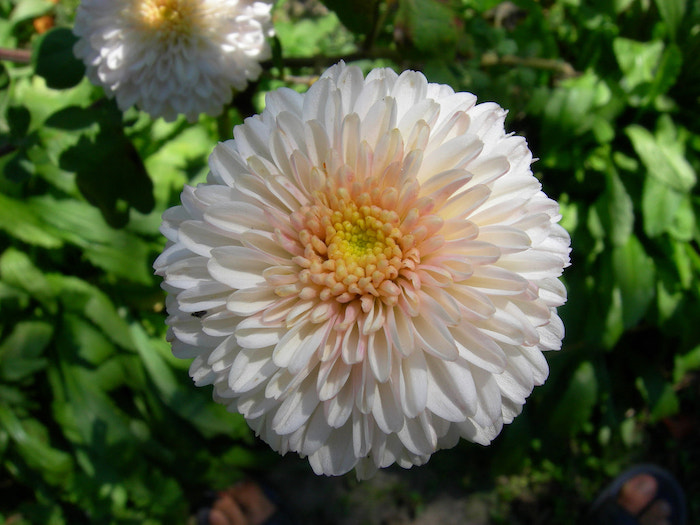 White Chrysanthemum - Qingming festival - onaroadtonowhere.com