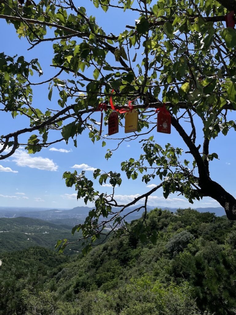 Tree on a mountain in the Fragrant Hills Park Beijing - onaroadtonowhere.com