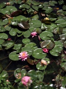 Lotus Flowers in China