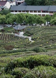 Longjing Tea Fields, Hangzhou, China