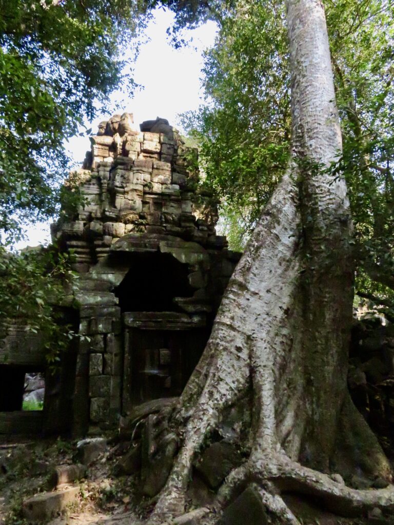Tree growing on temple ruins Angkor Wat, Cambodia