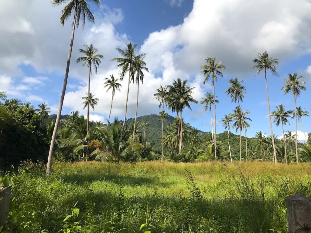 Interior hills on Ko Samui, Thailand