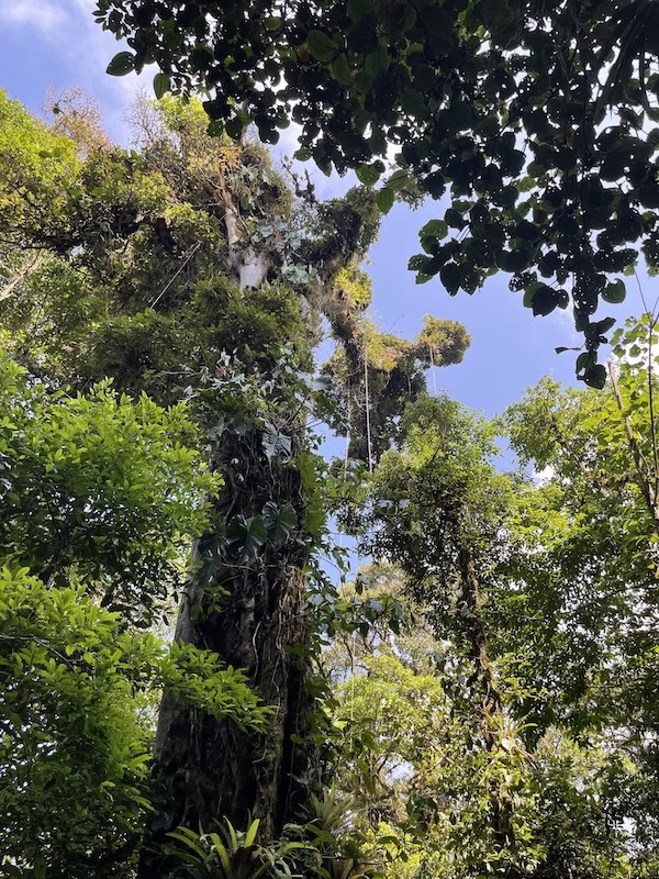 Tall trees in Monteverde Cloud Forest Reserve