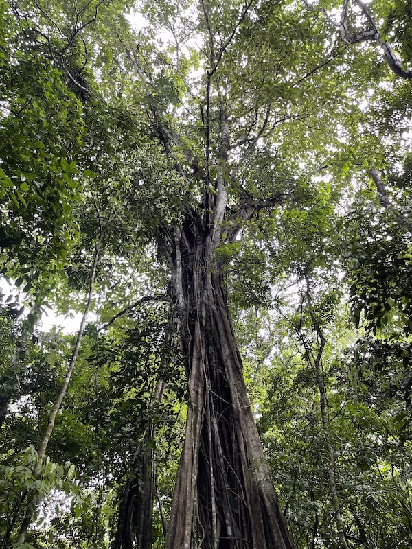 A large strangler fig in Corcovado National Park