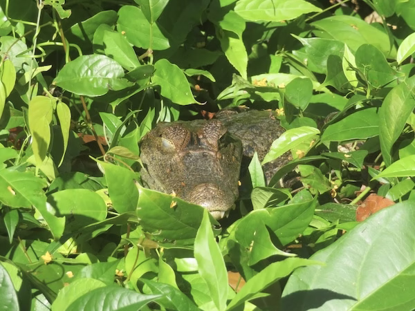 A caiman looks out from a bed of dense leaves