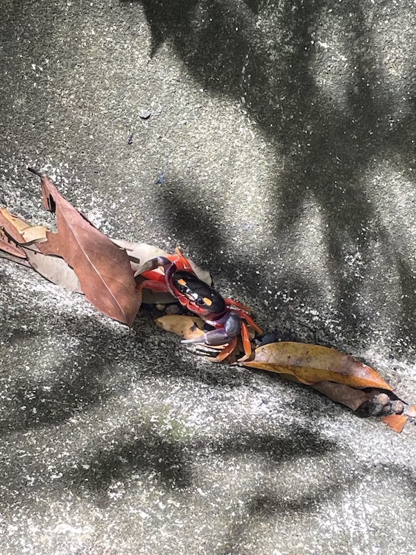 At least this black and red crab is cute.