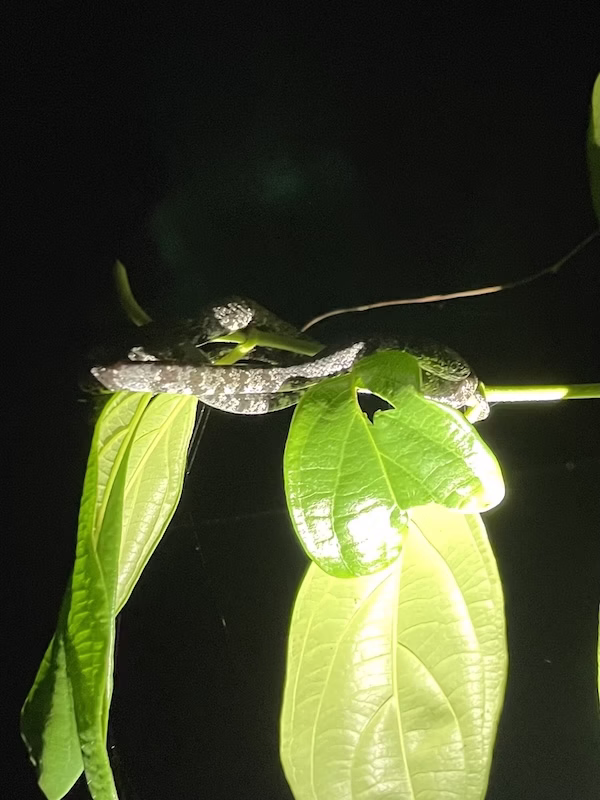 A snake coiled around a branch at night