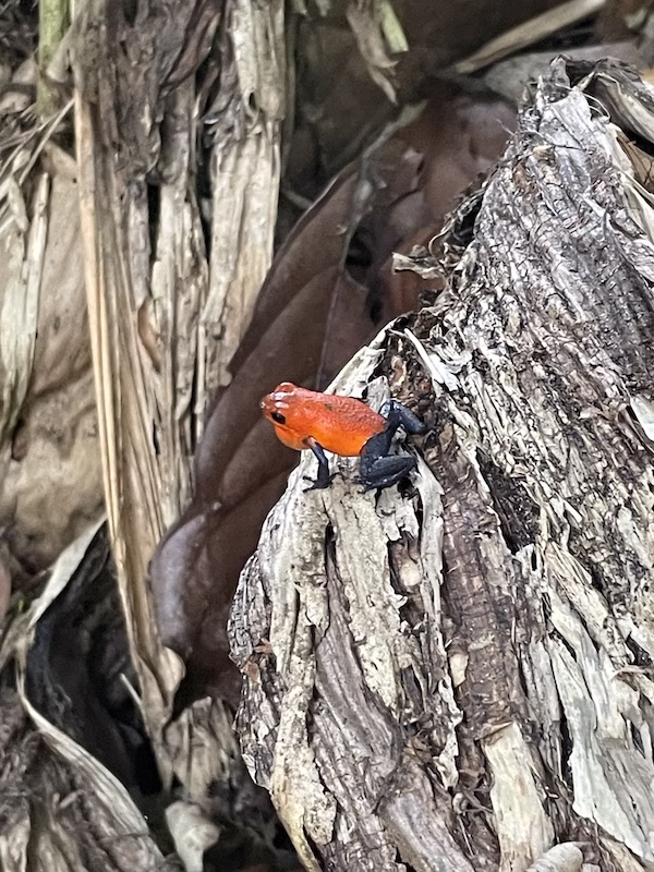 Red and blue Costa Rican poison dart frog