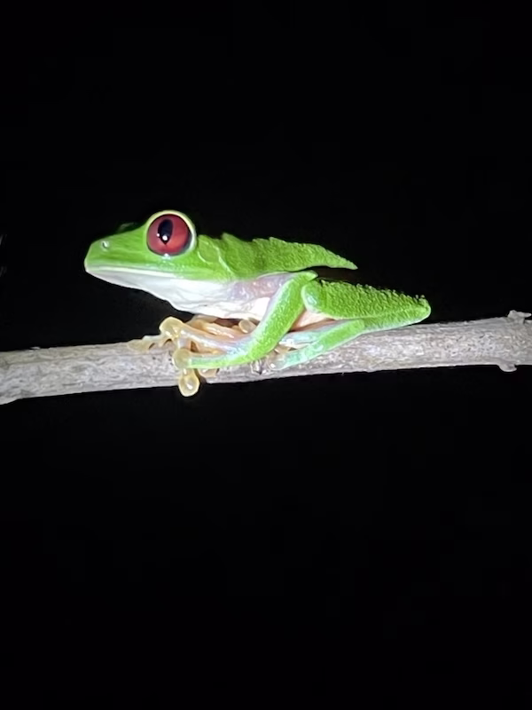 A Costa Rican red eyed tree frog sits on a branch