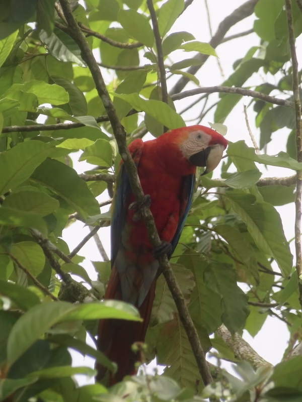 A scarlet macaw sits on a branch
