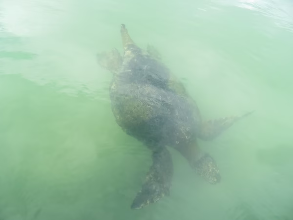 A green sea turtle swimming in greenish water