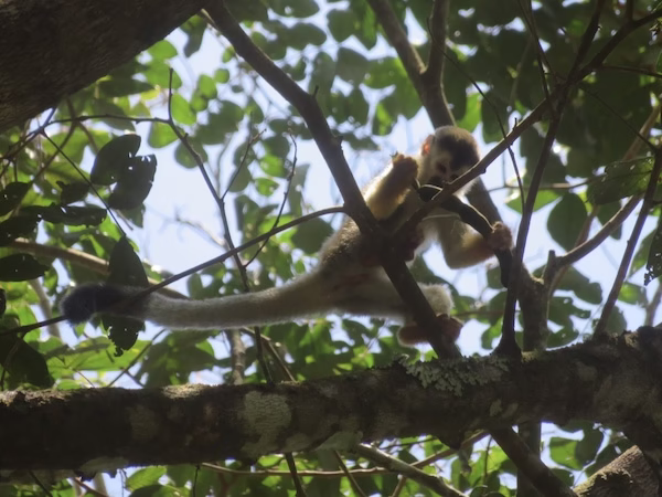 A squirrel monkey in a tree in Manuel Antonio National Park