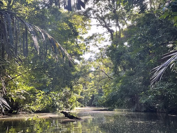 Jungle canals in Tortuguero, Costa Rica