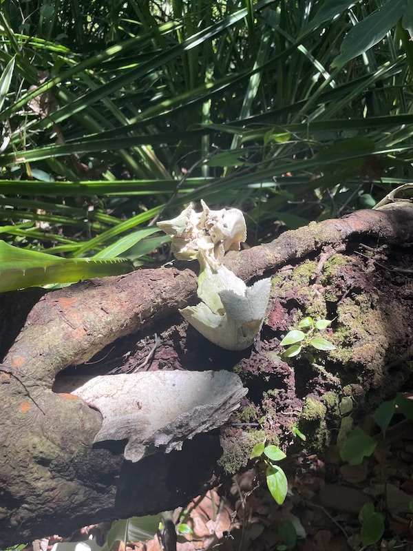 Bleached sea turtle bones on a log