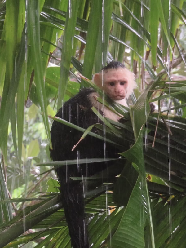 A white faced capuchin monkey sits on a leaf in the rain
