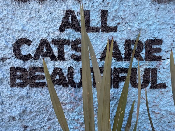 All Cats Are Beautiful