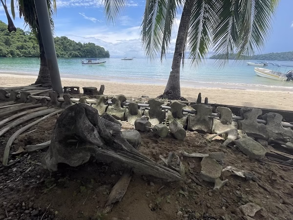 Whale bones on the beach in Coiba National Park, Panama