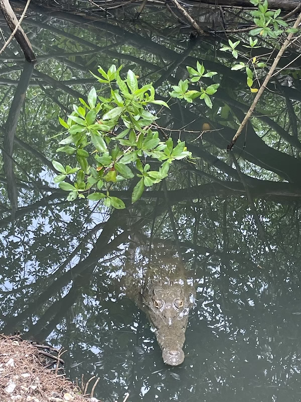 A crocodile peers out from the water in Coiba Island, Panama