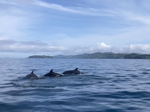 Three dolphins in the waters outside Coiba National Park in Panama