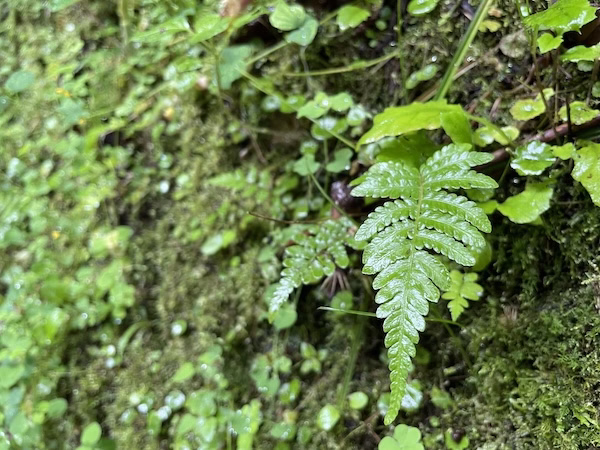 A wet fern growing out of moss covered rock.