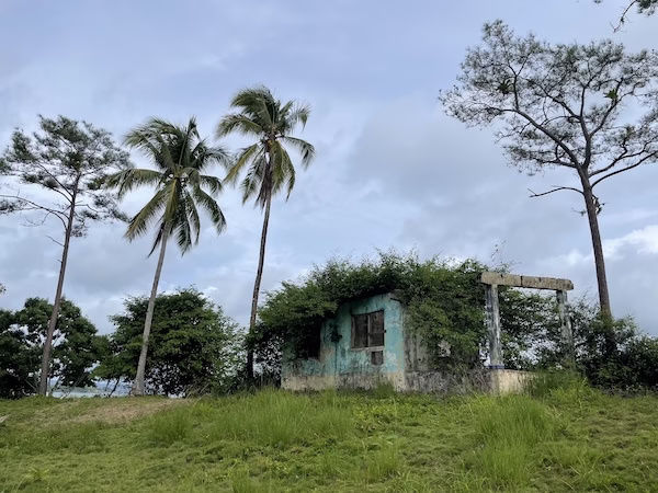 An overgrown, abandoned cement building surrounded by palm trees