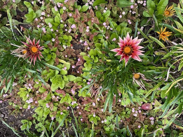 Flowers and plants in Bogotá's Jardin Botanico de Bogotá Jose Celestino Mutis