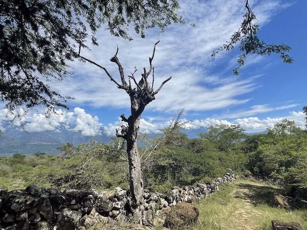 Dead tree and a stone fence along the Camino Real to Guane