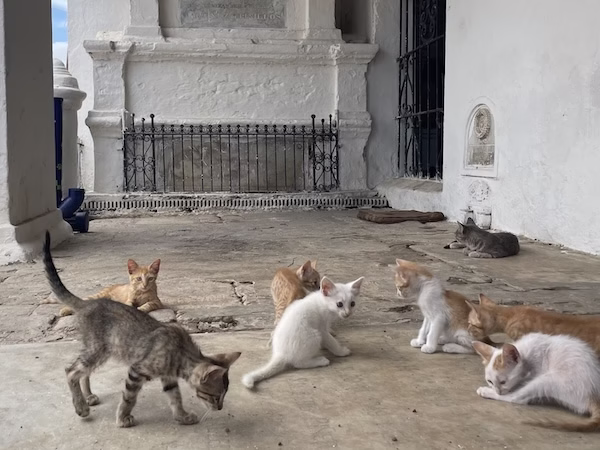kittens in a cemetery