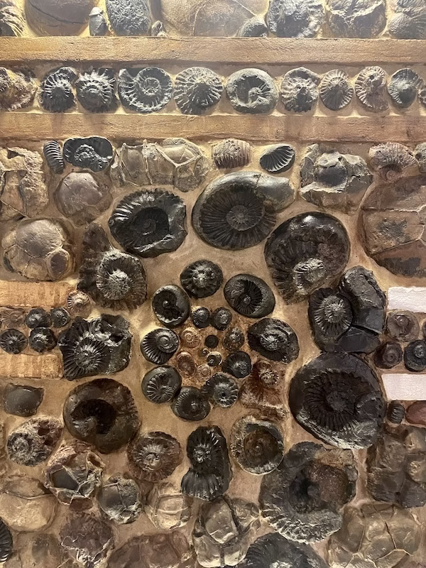 A wall of fossils