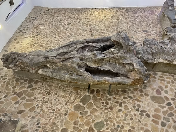 Kronosaurus skull in the Fossil Museum