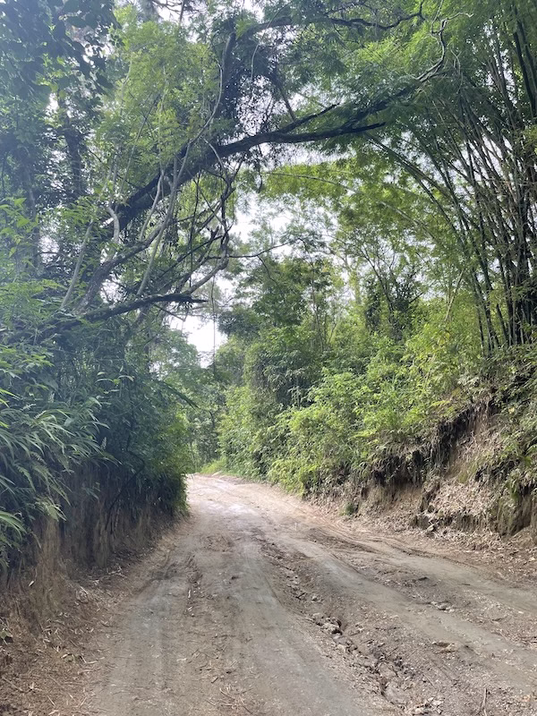 A dirt road through the jungle in Minca, Colombia