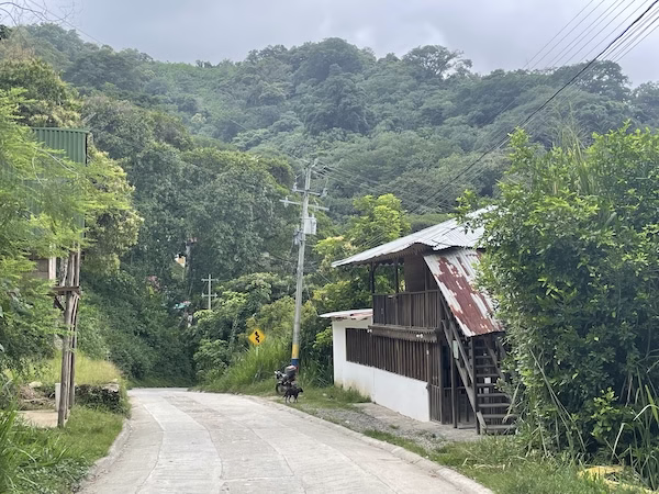 A dog and an old shack next to a paved mountain road in Minca, Colombia
