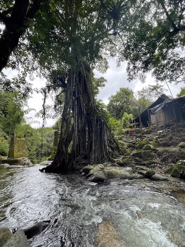 A matapalo tree grows near a flowing river and an old wooden shack