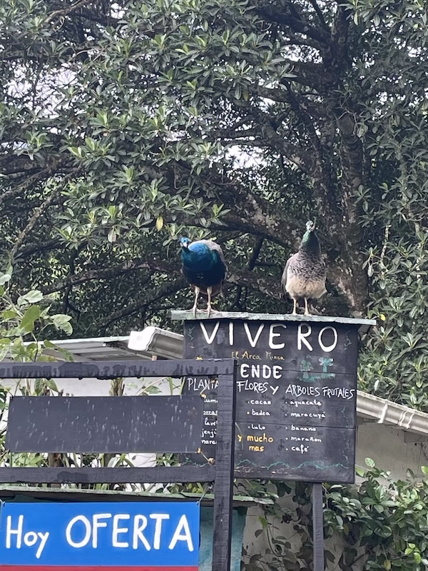 Two peacocks stand on the roof of a small shop