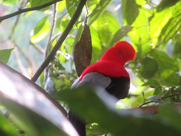 Andean Cock of the Rock