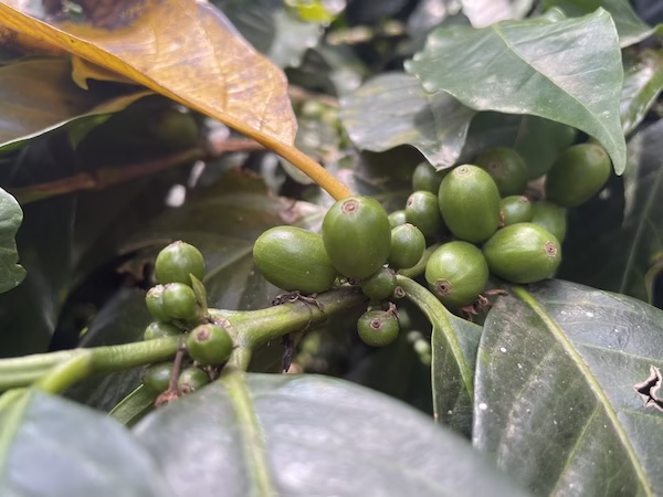 Green coffee beans
