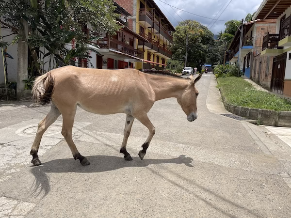 A brown horse walks down the street in Jardín, Colombia